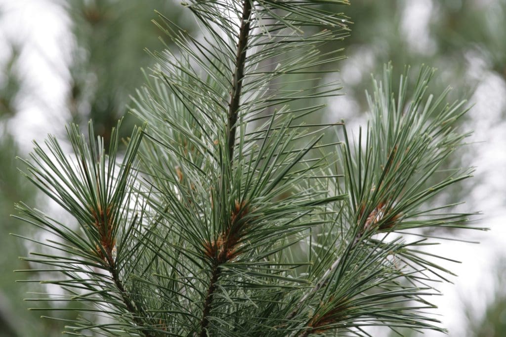 Silver Splendor White Pine - Plant Library - Pahl's Market - Apple ...