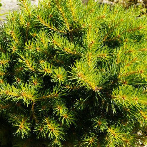 Trollguld Scots Pine - Plant Library - Pahl's Market - Apple Valley, MN