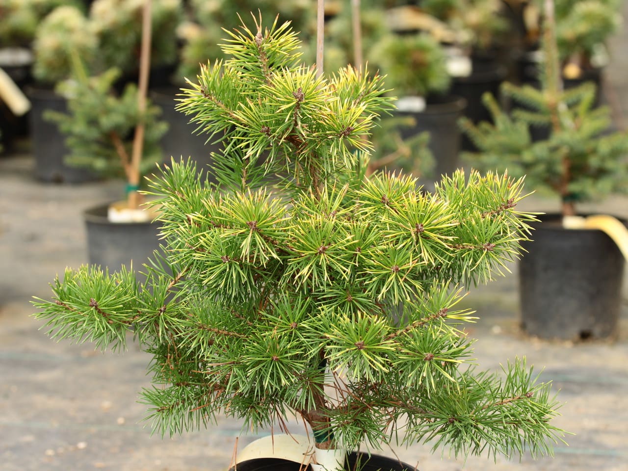 Trollguld Scots Pine - Plant Library - Pahl's Market - Apple Valley, MN