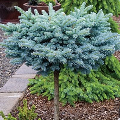 St. Mary's Broom Blue Spruce - Topiary - Plant Library - Pahl's Market ...