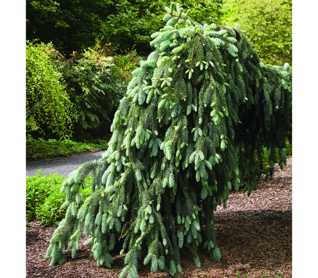 The Blues Blue Spruce Plant Library Pahls Market Apple Valley Mn 0669