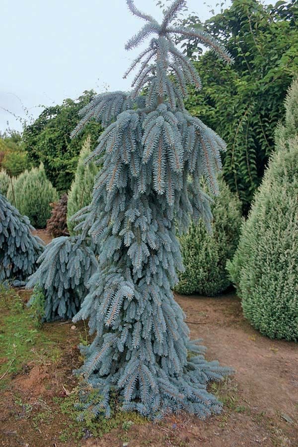 Picea glauca pendula фото