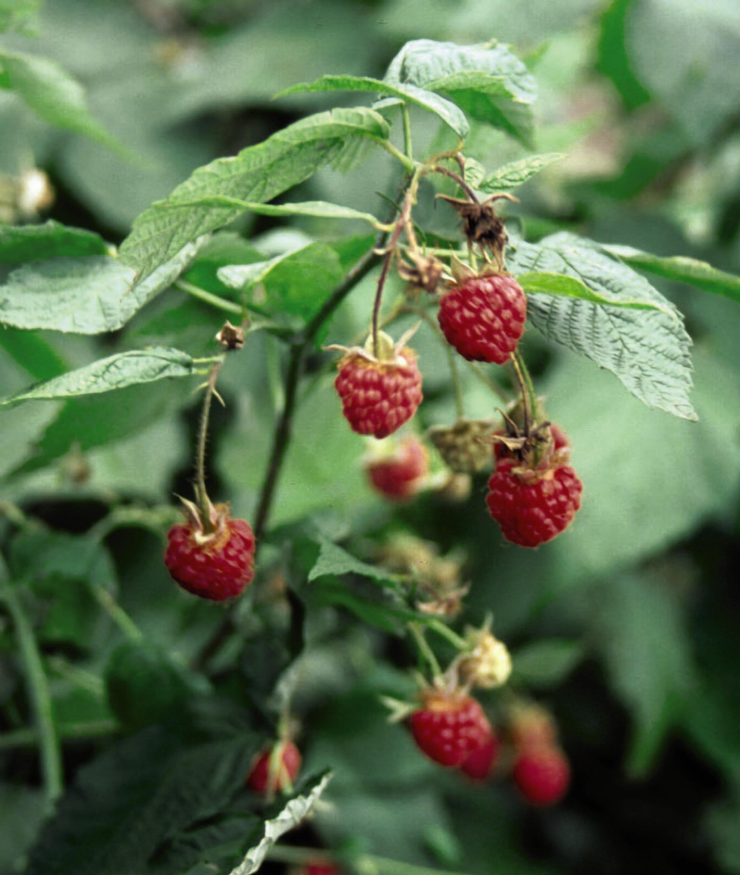 Raspberry plant leaves information