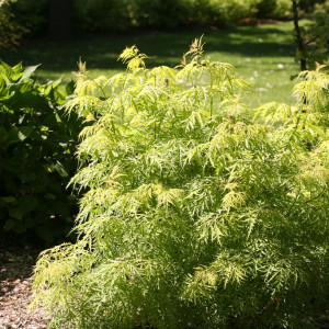 Lemon Lace Elderberry - Plant Library - Pahl's Market - Apple Valley, MN