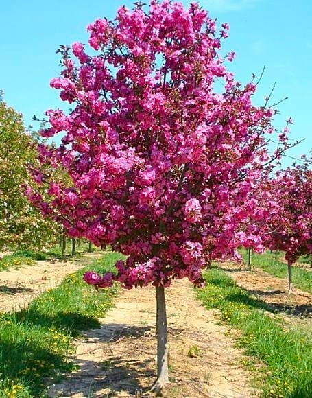 Showtime Crabapple Tree