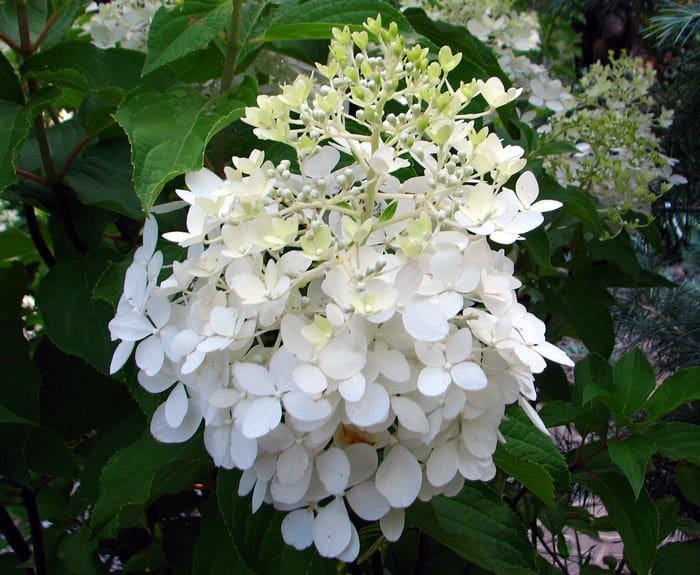 Phantom Panicle Hydrangea - Patio Tree - Plant Library - Pahl's Market ...