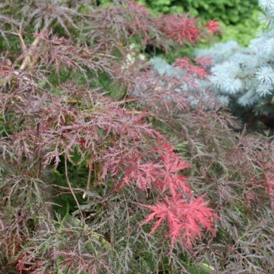 Velvet Viking Japanese Maple - Plant Library - Pahl's Market - Apple ...