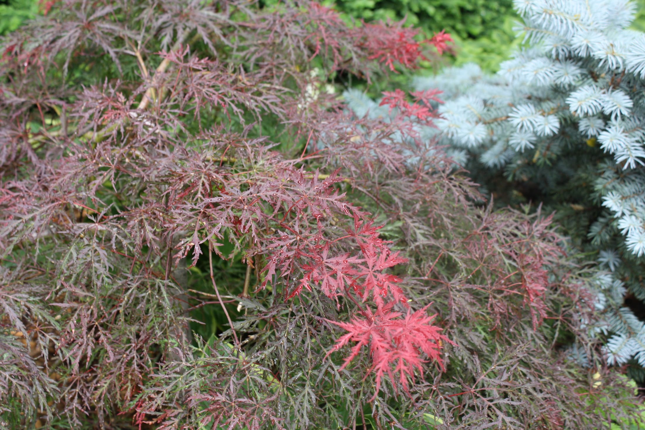 Velvet Viking Japanese Maple