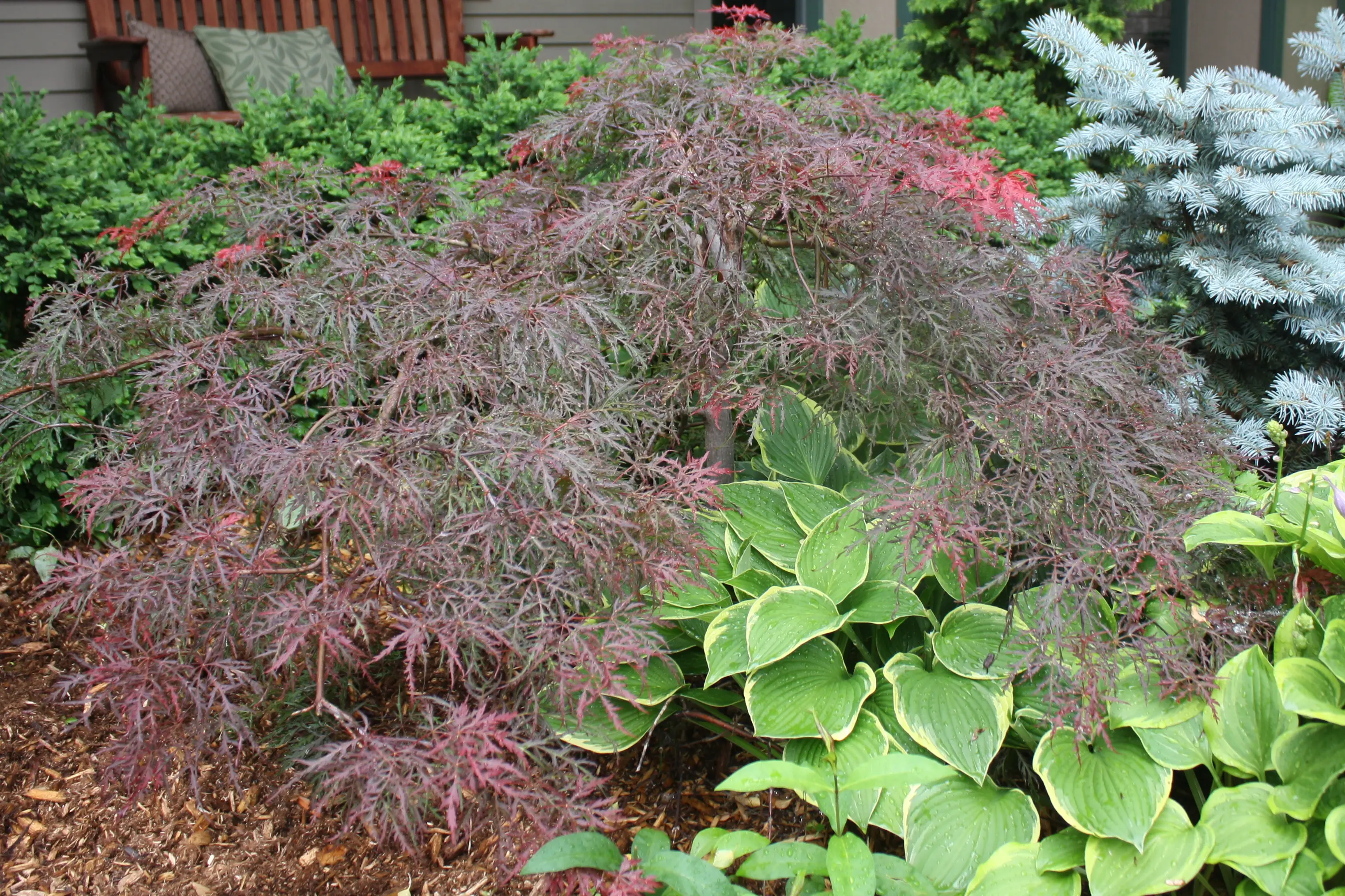 Velvet Viking Japanese Maple - Plant Library - Pahl's Market - Apple