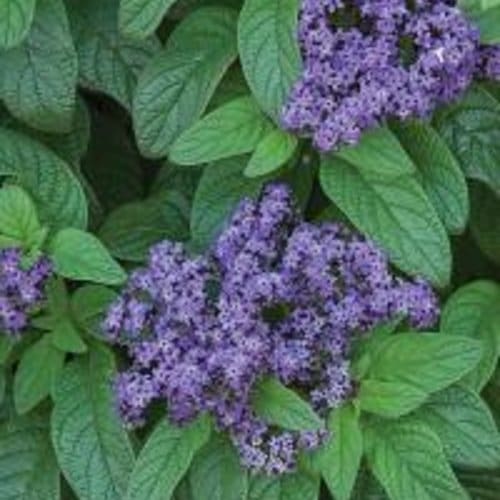 Blue Heliotrope - Plant Library - Pahl's Market - Apple Valley, MN