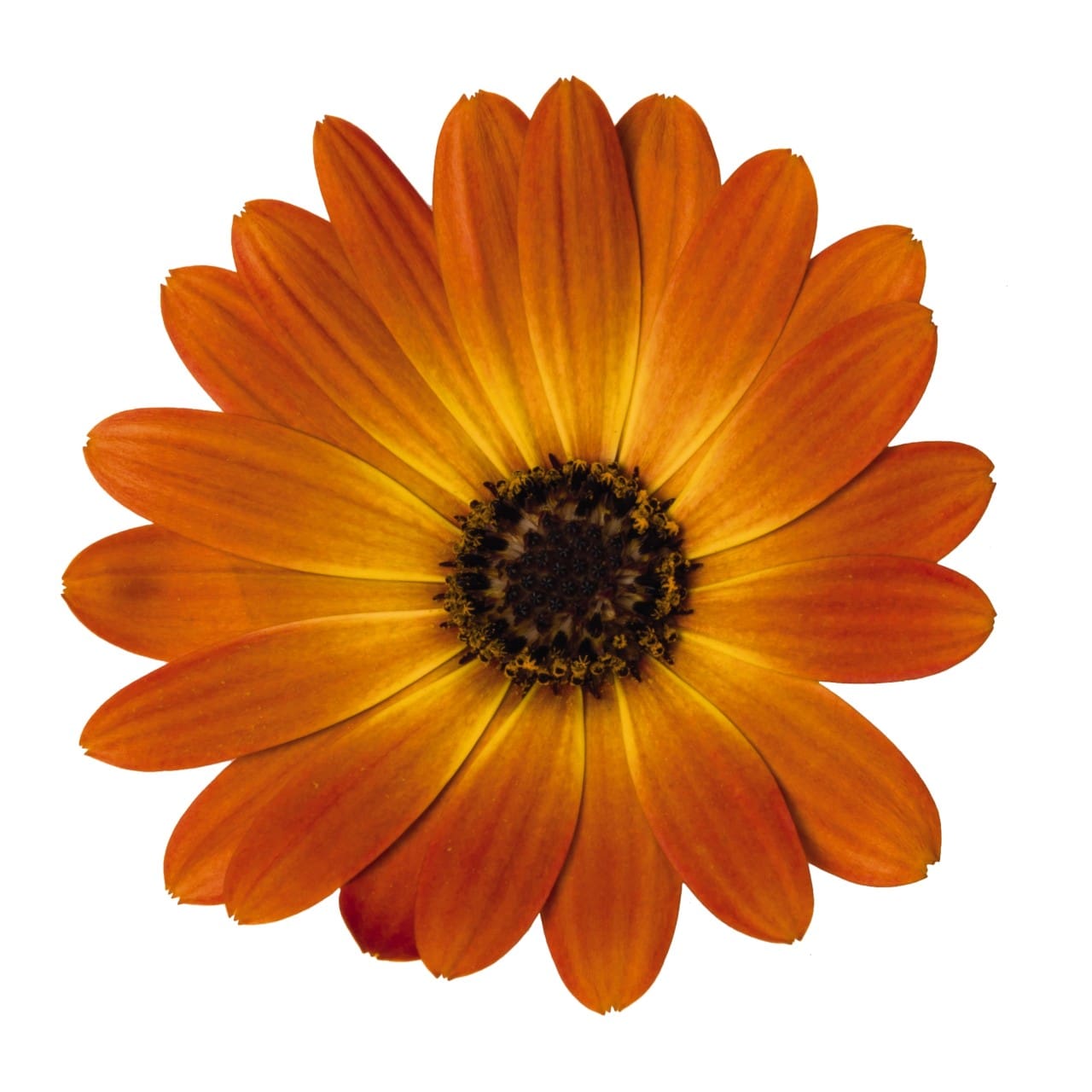 Margarita Orange Flare Osteospermum - Plant Library - Pahl's Market ...