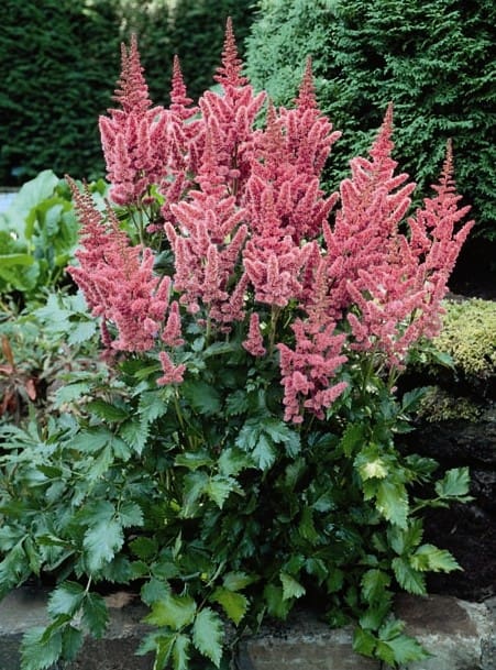 Visions Astilbe - Pahl's Market - Apple Valley, Mn