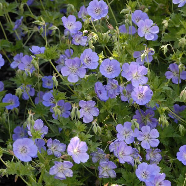 Rozanne Geranium Plant Library Pahls Market Apple Valley Mn 6763