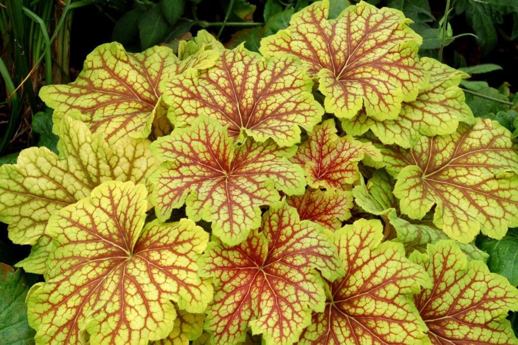 Red Lightning Coral Bells - Plant Library - Pahl's Market - Apple