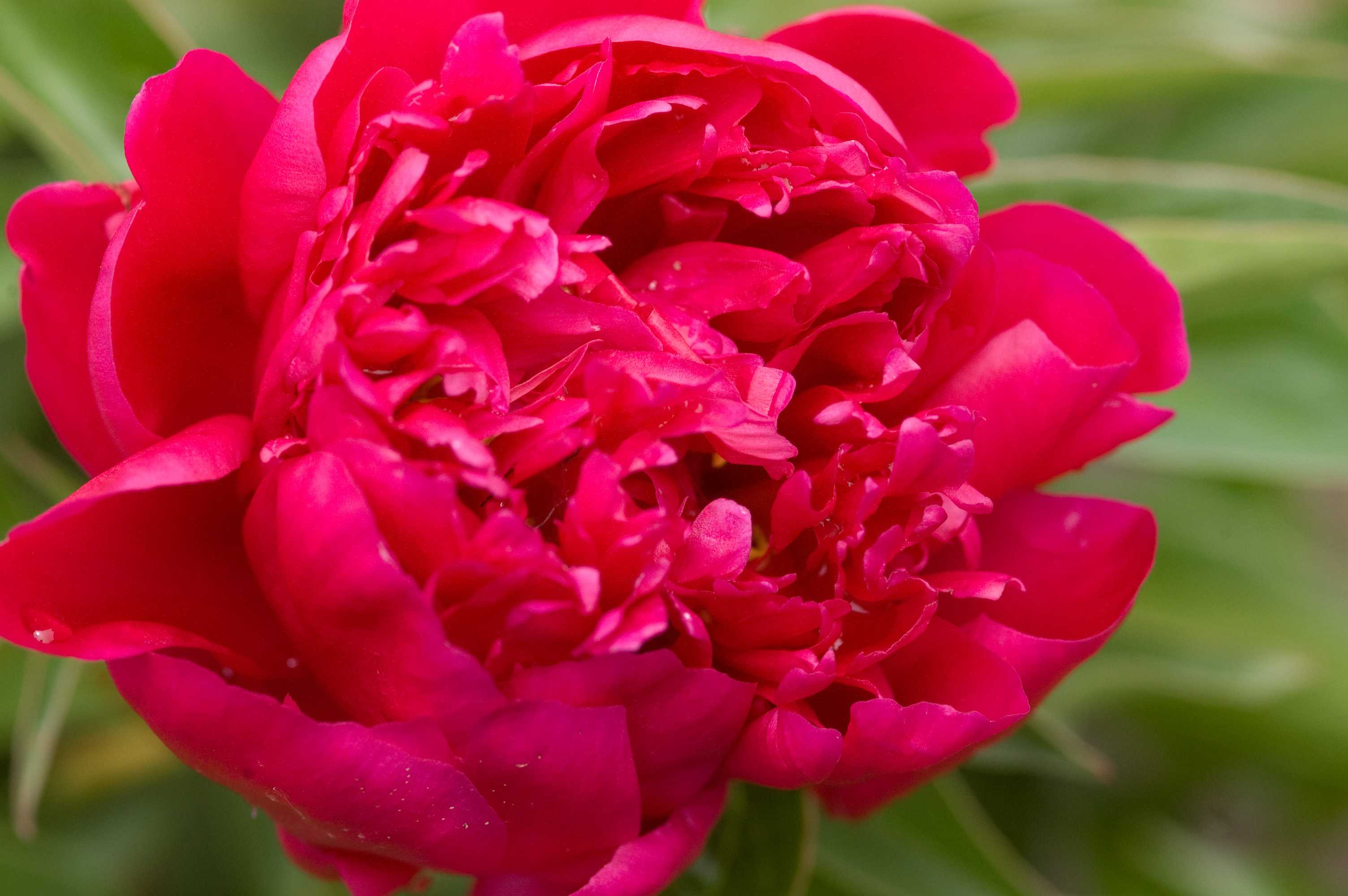 Rachel Peony - Plant Library - Pahl's Market - Apple Valley, MN