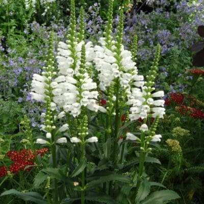 Crystal Peak White Obedient Plant Plant Library Pahl S Market   Perennial Physostegia Crystal Peak White Obedient Plant 400x400 