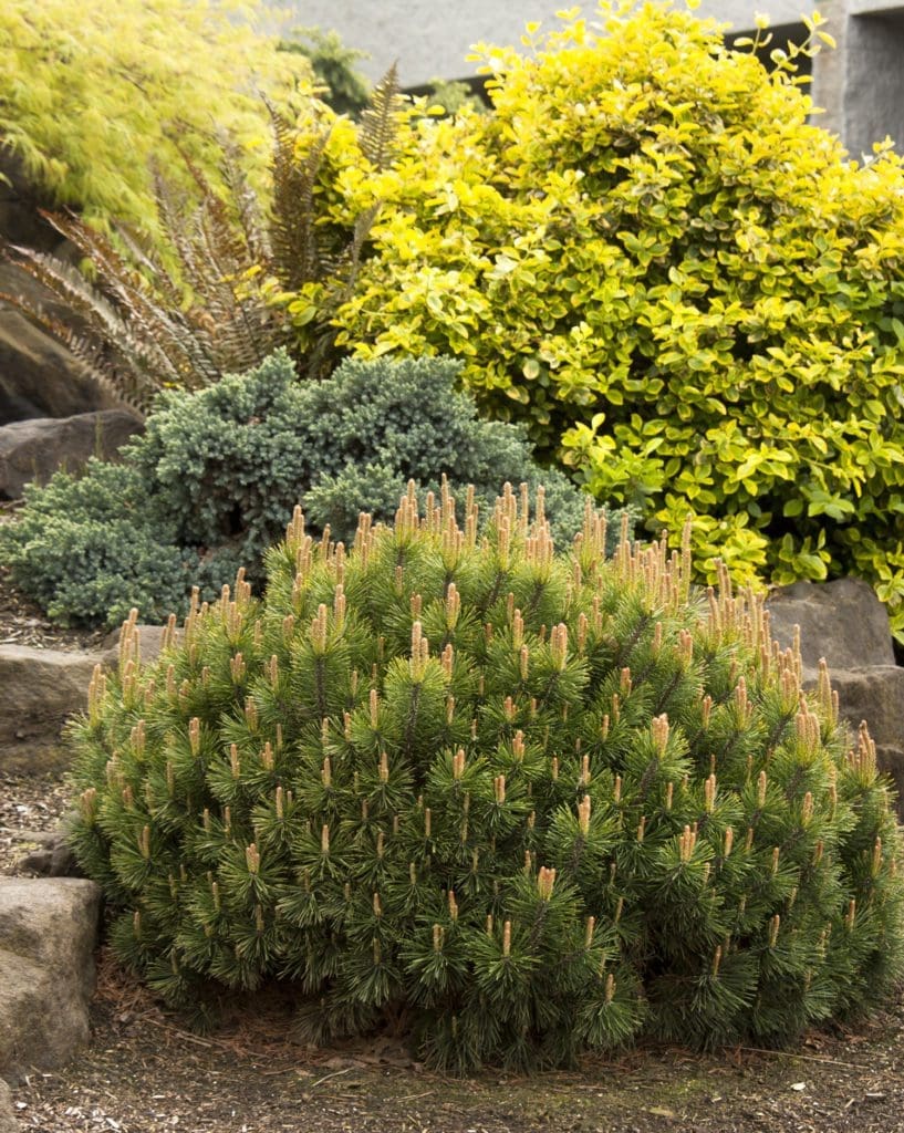 Dwarf Mugo Pine - Plant Library - Pahl's Market - Apple Valley, MN