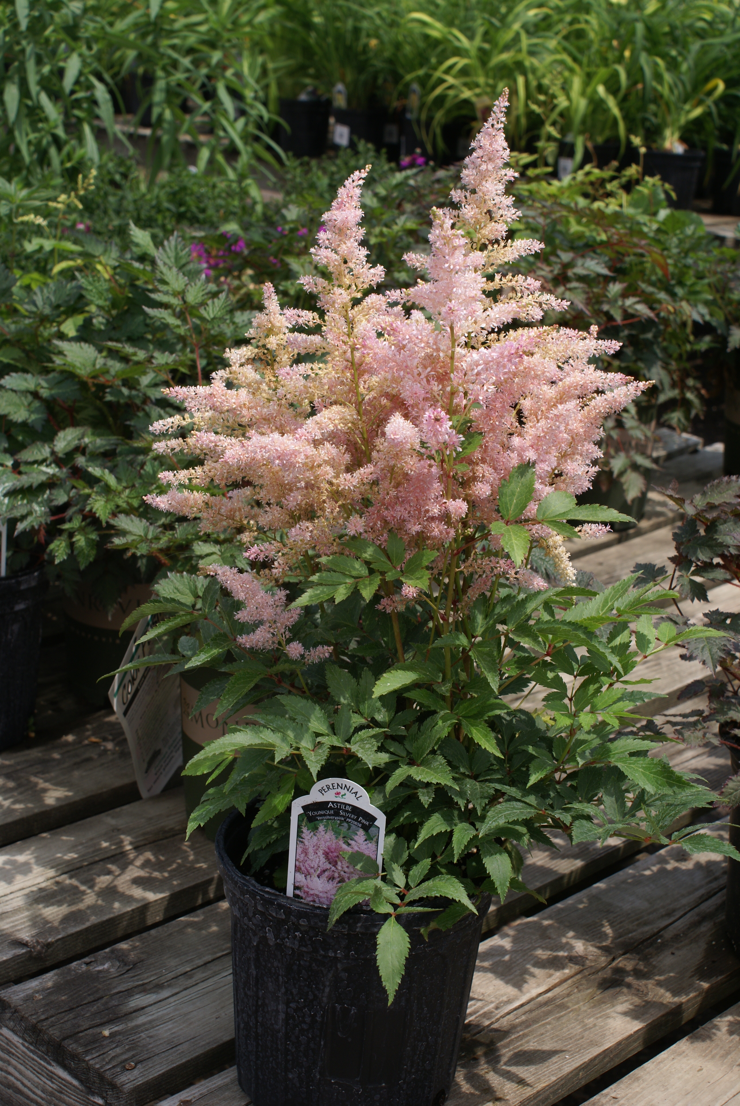 Younique Silvery Pink Astilbe - Plant Library - Pahl's Market - Apple ...