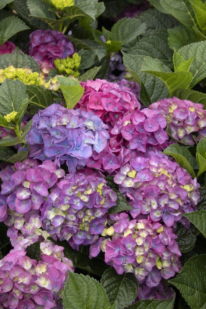 Seaside Serenade Newport Hydrangea - Plant Library - Pahl's Market ...