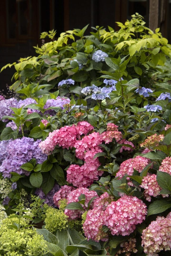 Seaside Serenade Newport Hydrangea - Pahl's Market - Apple Valley, MN