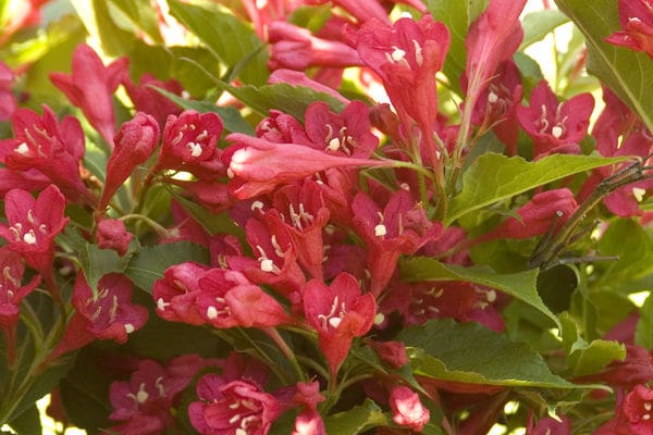 Red Prince Weigela Plant Library Pahl S Market Apple Valley MN   Shrub Weigela Red Prince3 