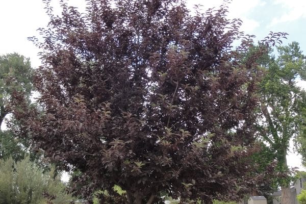 Sucker Punch Chokecherry - Plant Library - Pahl's Market - Apple Valley, MN