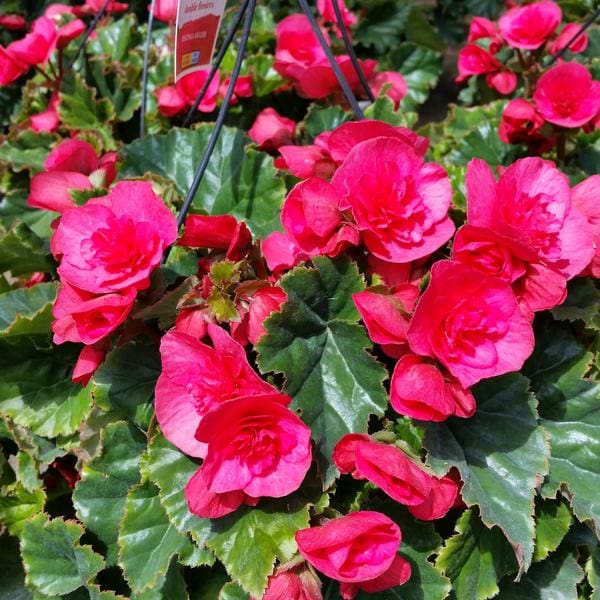 Evi-Bright Pink Rieger Begonia - Plant Library - Pahl's Market - Apple ...