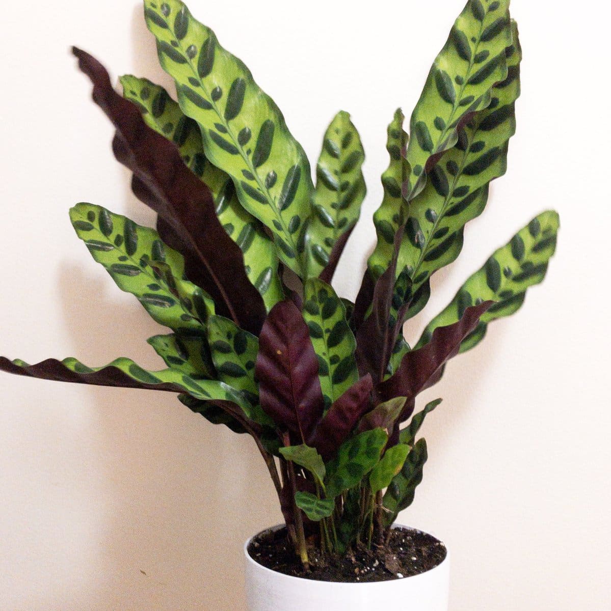 Illuminating The Rattlesnake Calathea: Essential Light Requirements For Thriving Growth