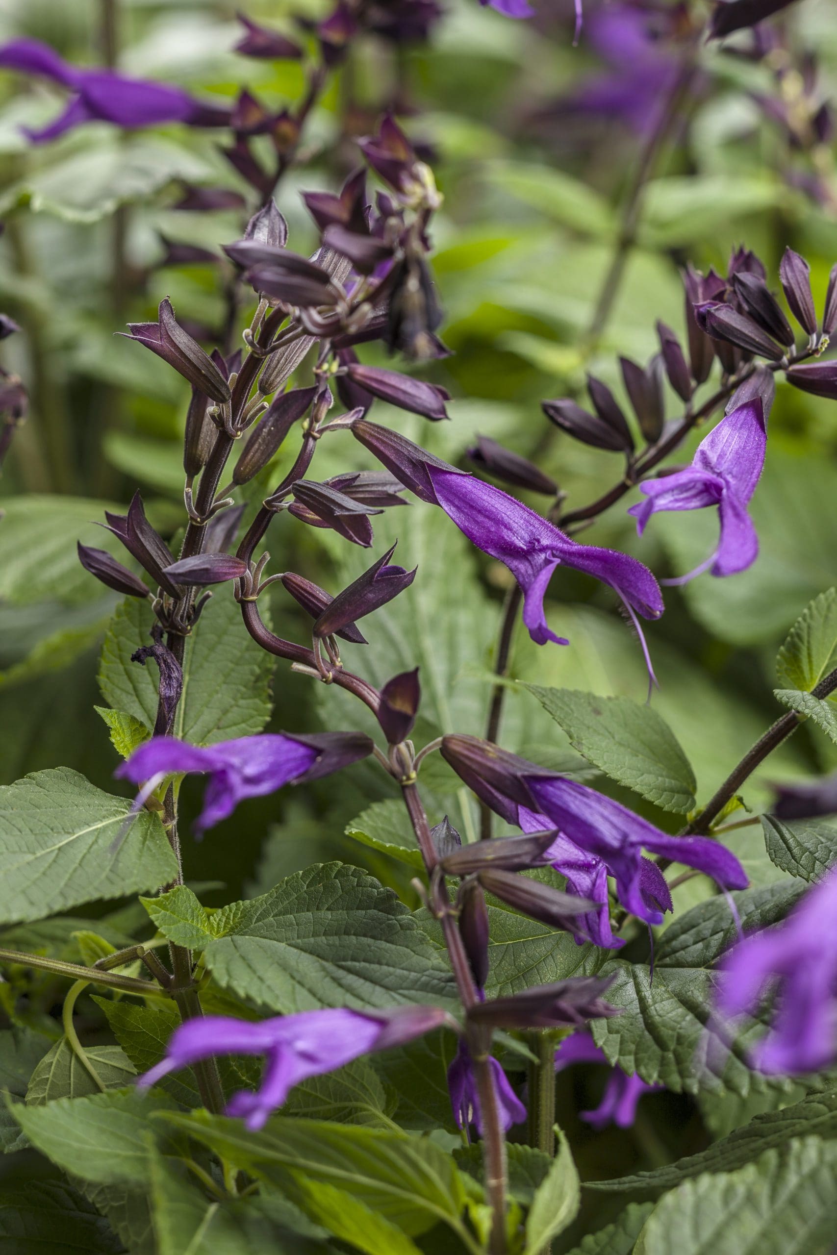 Rockin Deep Purple Salvia - Plant Library - Pahl's Market ...