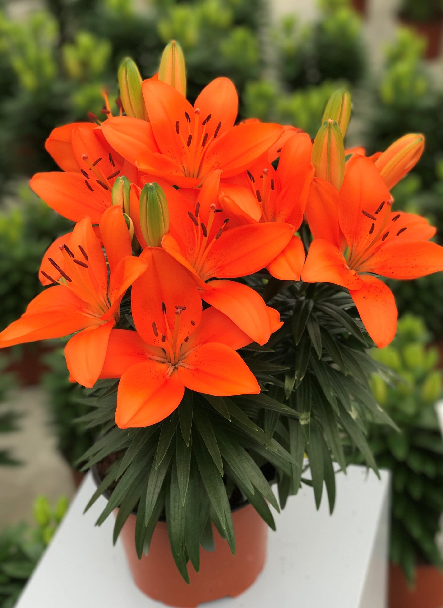 Tiny Heroes Asiatic Lily - Plant Library - Pahl's Market - Apple Valley, MN