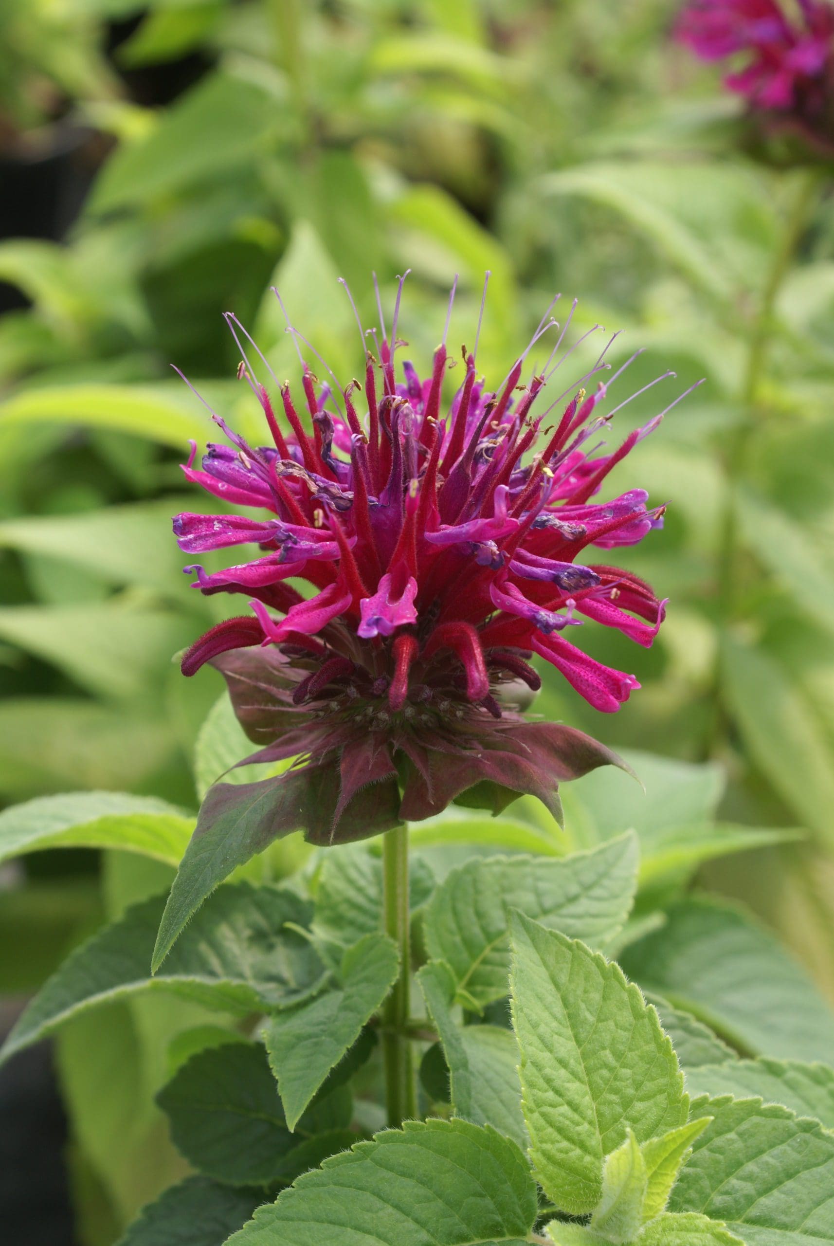 Grand Marshall Bee Balm - Plant Library - Pahl's Market - Apple Valley, MN