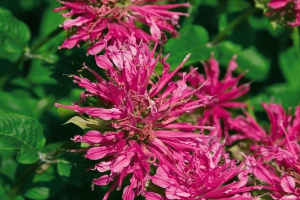 Grand Parade Bee Balm - Plant Library - Pahl's Market - Apple Valley, MN