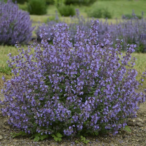 Kitten Around Catmint - Pahl's Market - Apple Valley, MN