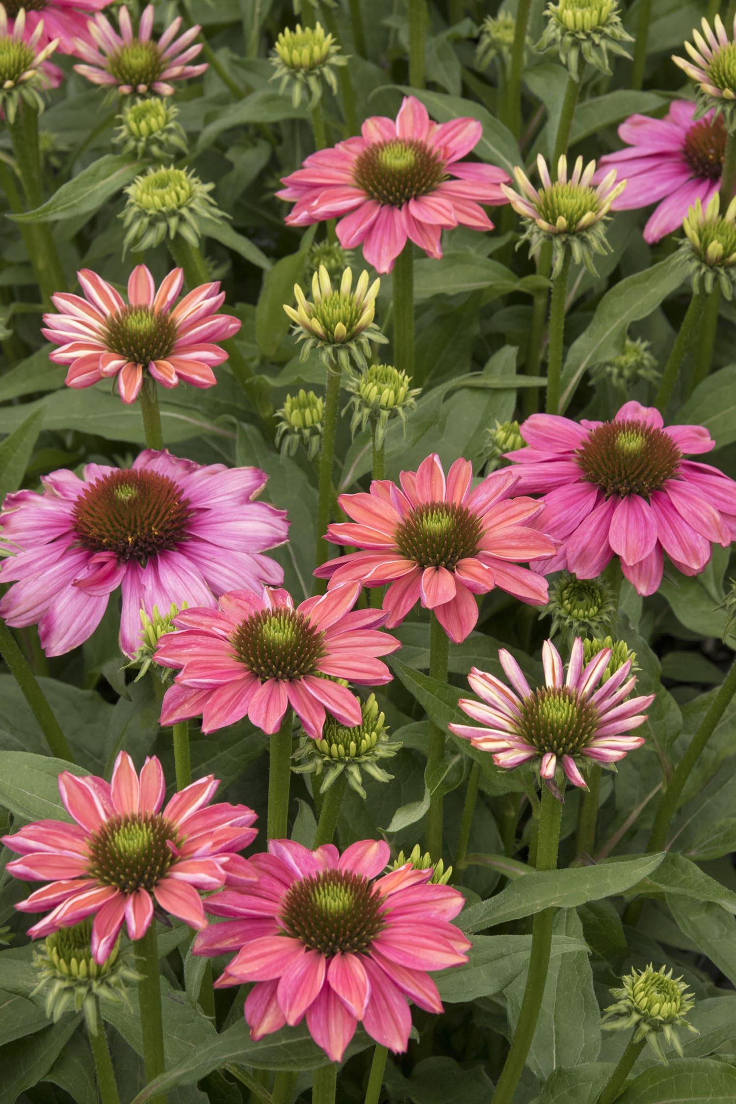 Evolution Colorific Coneflower - Plant Library - Pahl's Market - Apple ...