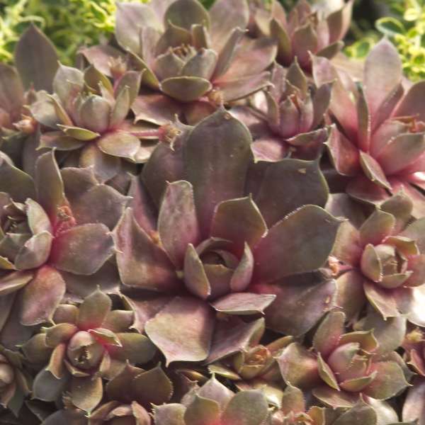 Silverine Hens and Chicks - Plant Library - Pahl's Market - Apple ...