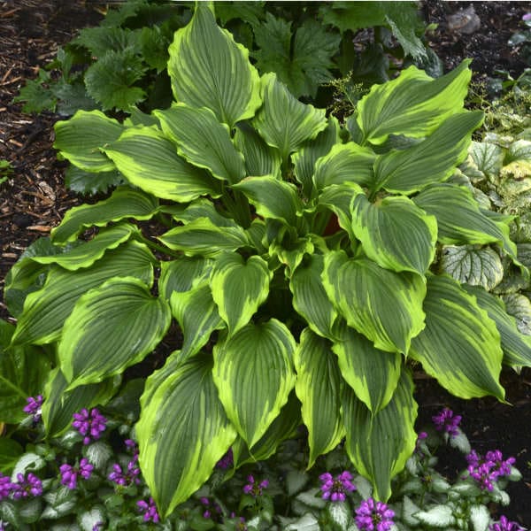 One Last Dance Hosta - Plant Library - Pahl's Market - Apple Valley, MN