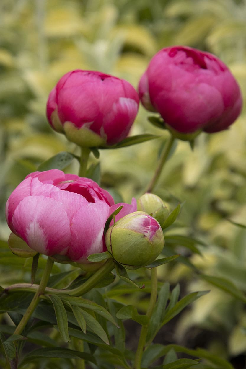 Cytherea Peony - Plant Library - Pahl's Market - Apple Valley, MN