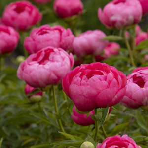 Cytherea Peony - Plant Library - Pahl's Market - Apple Valley, MN