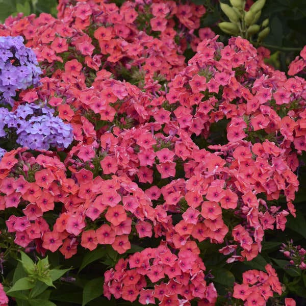 Coral Flame Dwarf Garden Phlox - Plant Library - Pahl's Market - Apple ...