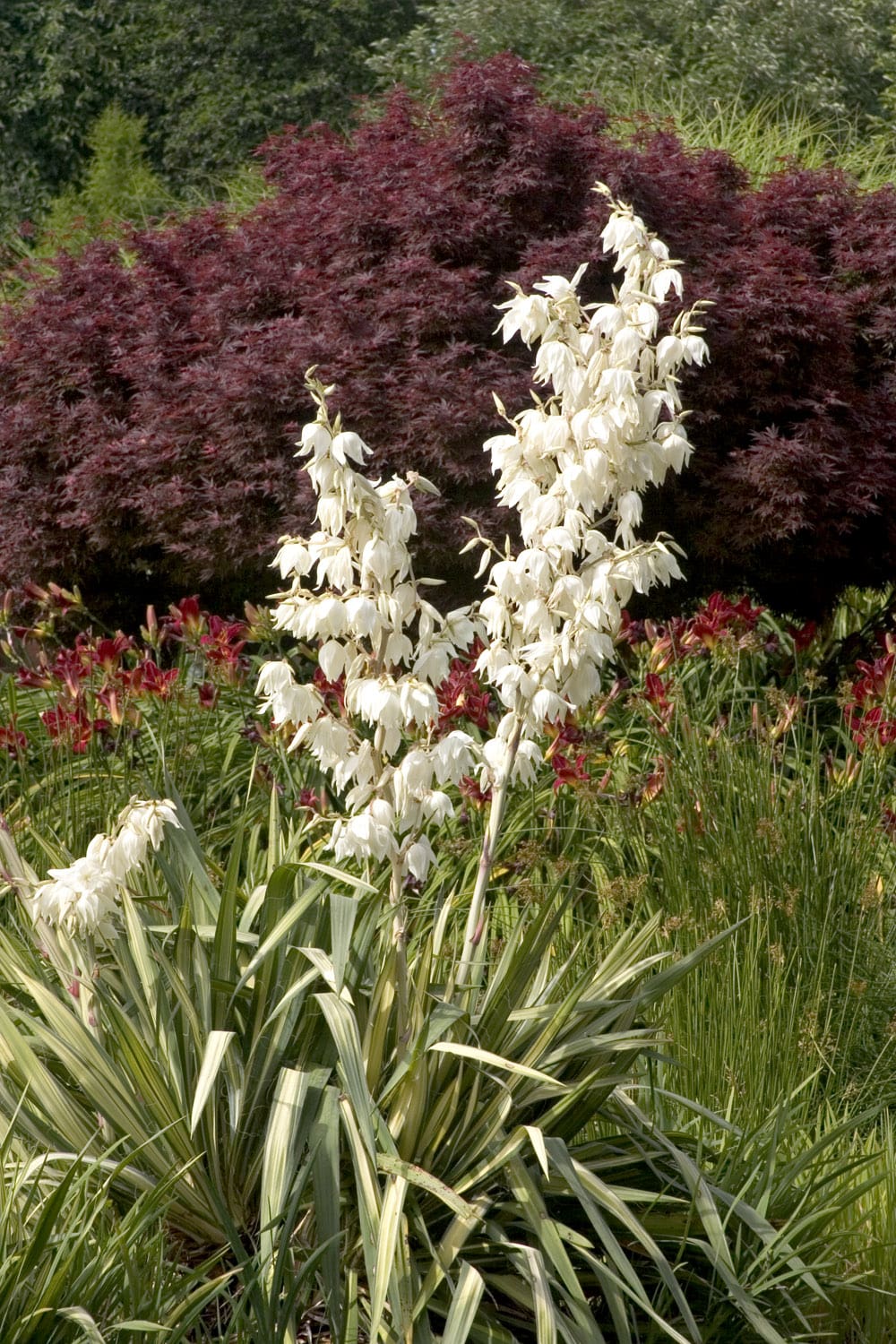 Golden Sword Yucca - Plant Library - Pahl's Market - Apple Valley, MN