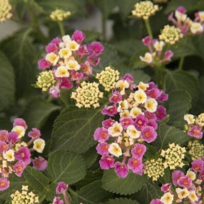 Bandana Pink Lantana - Plant Library - Pahl's Market - Apple Valley, MN