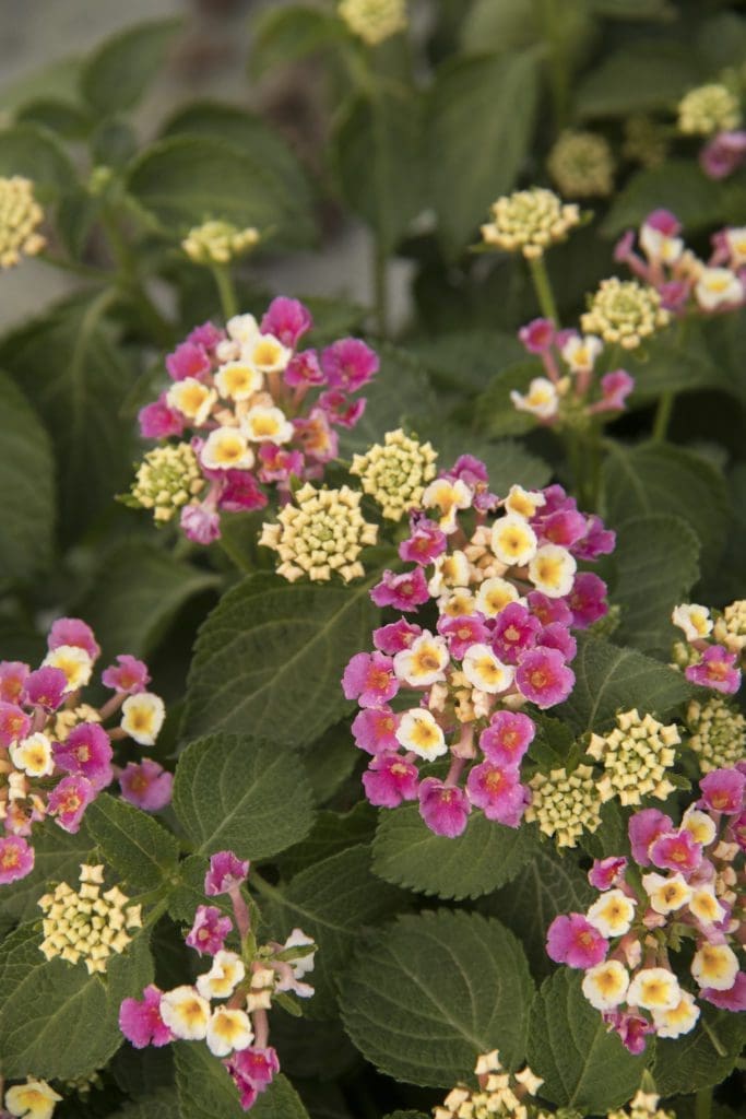 Bandana Pink Lantana - Plant Library - Pahl’s Market - Apple Valley, MN