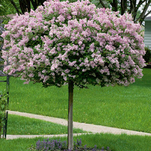 Dwarf Korean Lilac - Tree Form - Plant Library - Pahl's Market - Apple ...