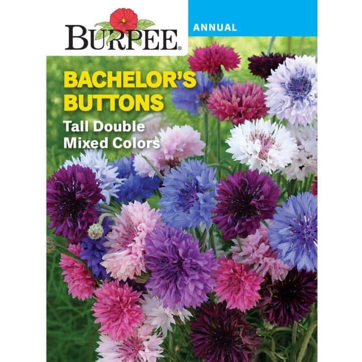 Bachelor's Buttons Tall Double Burpee - Pahl's Market - Apple Valley, MN