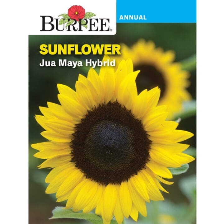 Sunflower Jua Maya Hybrid Burpee