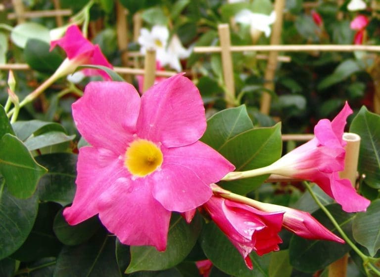 Pink Bush Dipladenia - Pahl's Market - Apple Valley, MN