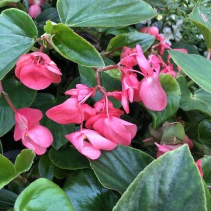 Mistral Orange Begonia - Pahl's Market - Apple Valley, MN