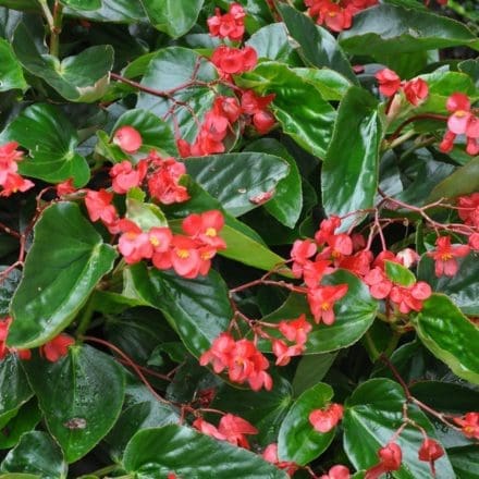 Dragon Wing Red Begonia - Pahl's Market - Apple Valley, MN