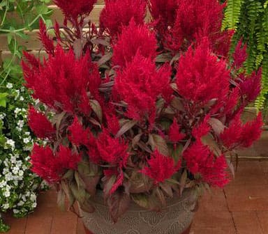 Dragons Breath Red Celosia Pahl S Market Apple Valley Mn