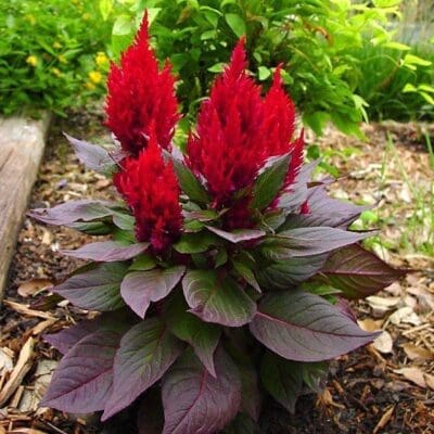 Dragons Breath Red Celosia Pahl S Market Apple Valley Mn